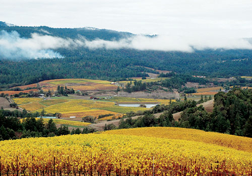 anderson-valley-wineries